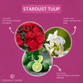 Stardust Tulip, 14.5oz, Pop of Color
